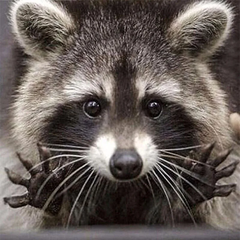 

5D Diy Diamond Painting Cross Stitch Raccoon Animal Full Square Diamond Embroidery Rinestones Painting Diamond Mosaic Home Decor