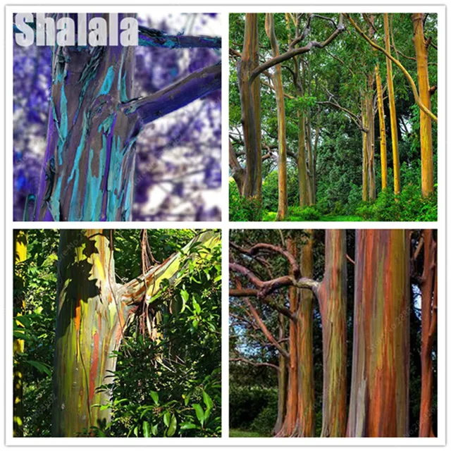 30 Pcs Rare Rainbow Eucalyptus Seeds Giant Bonsai Tree Potted 30 Pcs Rare Rainbow Eucalyptus Seeds Giant Bonsai Tree Potted Courtyard Plant For Home