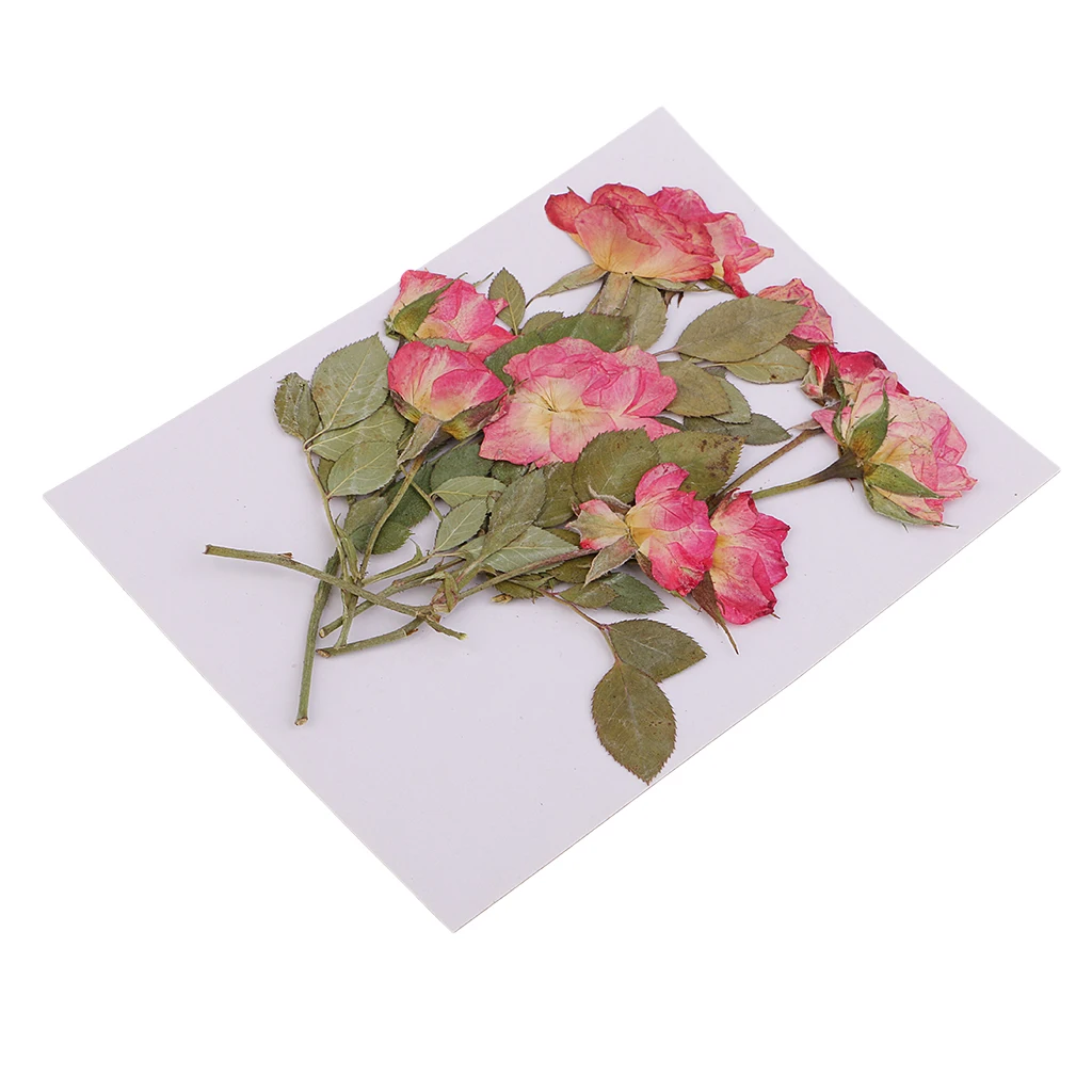 10x Pressed Dried Rose Flowers DIY Phone Case Bookmark Resin Jewelry for Art Paper Making Gift Packaging Materials Craft