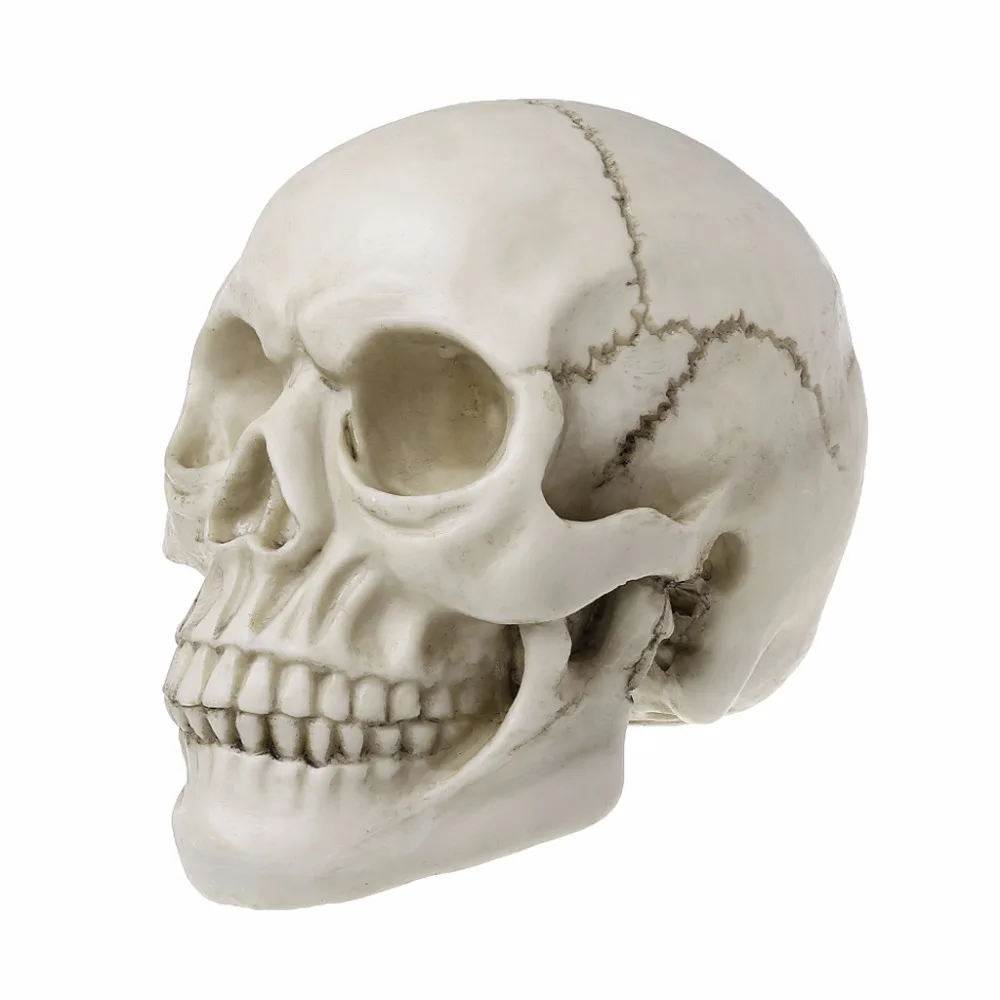 

Resin Art Human Skull Replica Teaching Model Medical Realistic 1:1 Adult Size