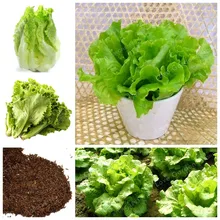 100 Pcs Lettuce Seeds Healthy Delicious NON-GMO Vegetable Seeds Easy To Grow Great Salad Dhoice Bonsai Plant Home Garden