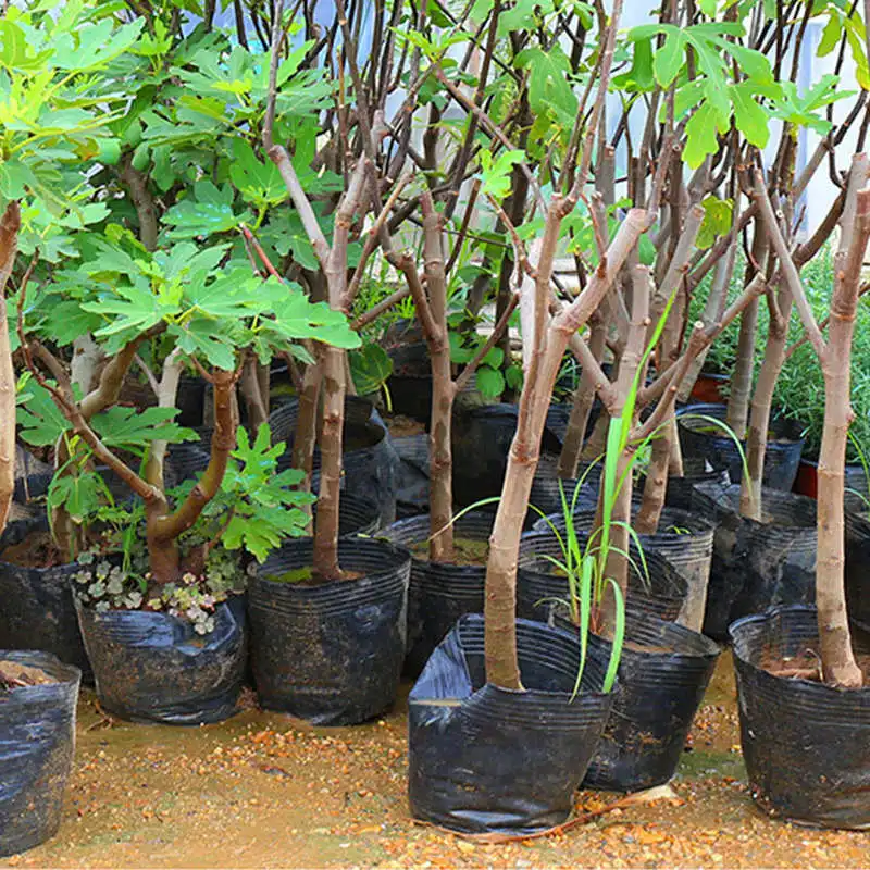 50pcs-Garden-Supplies-Planting-bag-Environmental-Protection-Nursery-Pots-Seedling-Raising-Cup-nursery-box-container-grow(3)