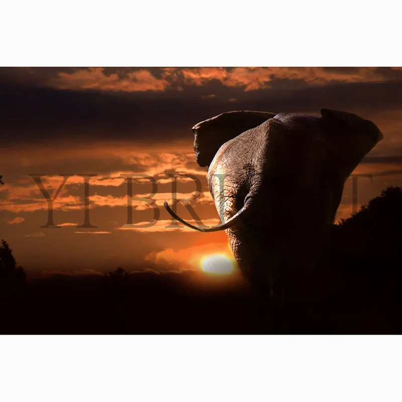 African Bush Elephant 