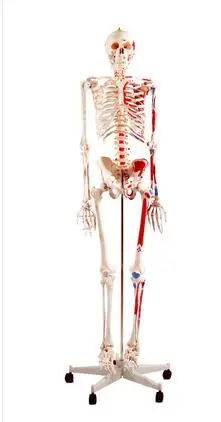 180 см съемная модель скелета человека с мышечной меткой и связкой модель скелета Имитация человеческого тела - Color: musclemark