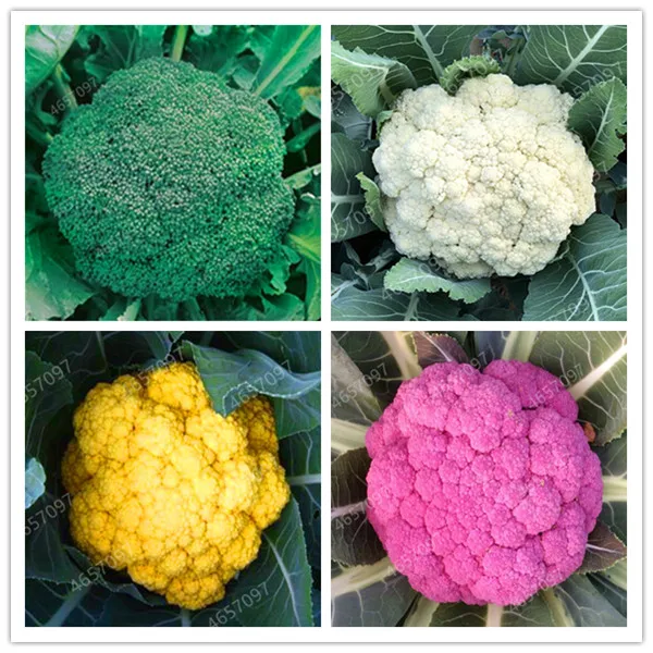 

50 pcs Rare Organic Romanesco Tower Broccoli Bonsai, Roman Cauliflower Fractal Heads Broccoflower Vegetables DIY Home & Garden