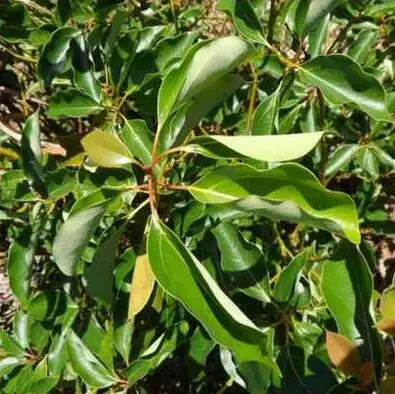 الشهيرة العلامة التجارية oroaroma Ravensara النفط الجسم الوجه العناية بالبشرة سبا رسالة مصباح عطري الروائح Ravensara زيت طبيعي