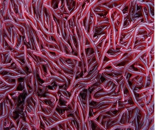 

50Pcs 4cm Simulation Earthworm Worms Artificial Fishing Lure Tackle Soft Bait Lifelike Fishy Smell Lures Red