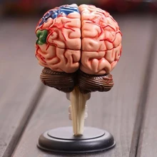 32 peças 4d esqueleto anatômico do caveira humano médico, modelo de anatomia do cérebro com esqueleto humano