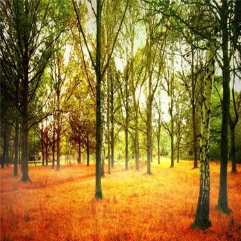 

3D wallpaper mural HD Deciduous forest sunlight scenic walking park chair backdrop custom silk photo wall paper mural