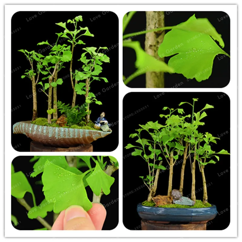 

5Pcs Ginkgo Biloba Bonsai Unique Species Of Maidenhair Tree Bonsai sprouting 100% Fruit Tree Potted plants Strong Adaptability