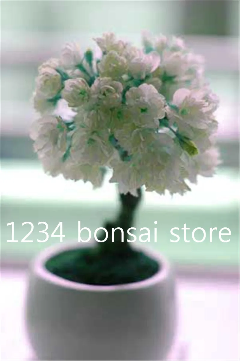 10 Pcs Rare sakura bonsai flower seedling outdoor, Bonsai plants Cherry Blossoms office desktop flowers Tree for home & garden 10 Pcs Rare sakura bonsai flower seedling outdoor, Bonsai plants Cherry Blossoms office desktop flowers Tree for home & garden