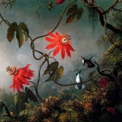 Passion Flowers And Hummingbirds Poster Print by  Martin Johnson Heade  (10 x 14)