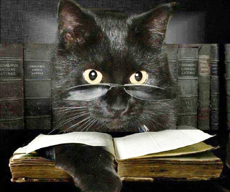 Черный мудрый. Кошка с книжкой. Умный котик. Кот ученый. Кот в очках с книгой.