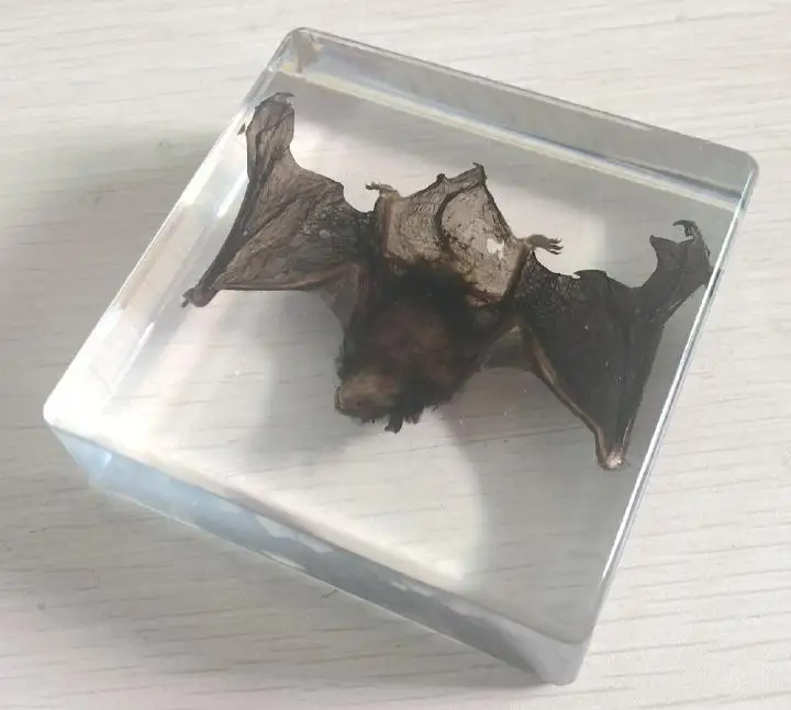 Китайский Pipistrelle летучая мышь образец животного в прозрачном акриловом Lucite Paperweight ювелирные изделия TAXIDERMY подарок