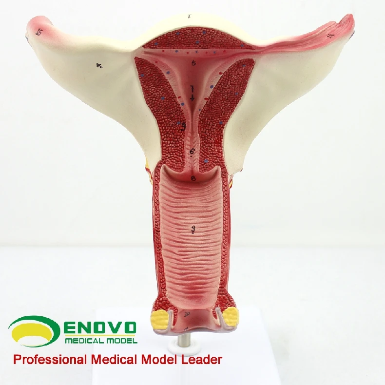 Modelo útero ovário feminino vaginal ginecologia