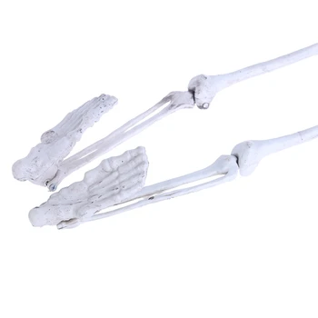 

Human Skeleton Medium Skull Full Body Anatomical Model For Halloween Medical