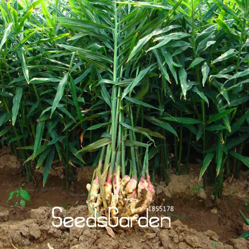 Un pack 100 Pcs Ginger Seeds Balcon L/égumes Graines Bonsai plantes en pot Four Seasons Zingiber Graines de plantes