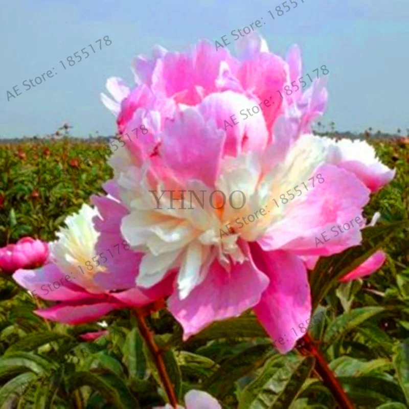 Venta caliente! 10 piezas raras de plantas de latón peonía 21 colores para  elegir Bonsai flor jardín flor nacional china, planta para - AliExpress