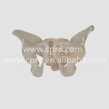 

BIX-A1023 Life Size Pelvic Skeleton Models Male Adult Pelvis Model G073