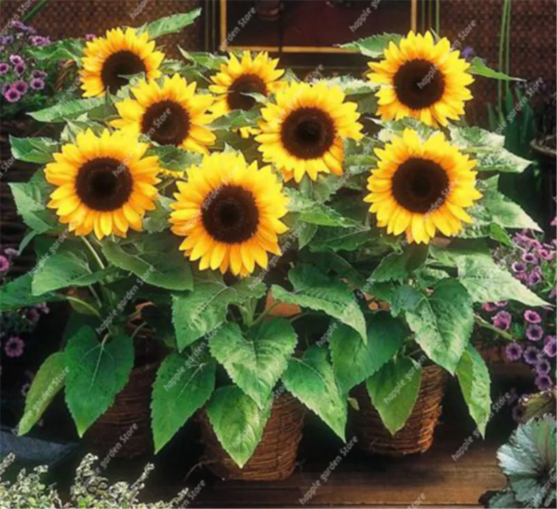 

20 Pcs Mini Sunflower Bonsai Flower, Rare Color Sunflower Flower, Indoor Bonsai Flower Plant for Home Garden Ornamental Plants