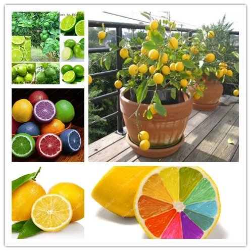 

30PCS Lemon Bonsai Potted Edible Fruit Bonsai Dwarf Lemon Tree Indoor Plant For Home Garden plants