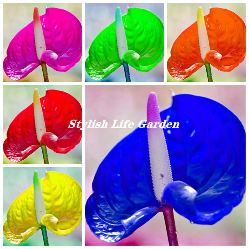 

Big Sale! 100Pcs Rare Mixed Color Anthurium bonsai Indoor Plant Bonsai Flower flores DIY Balcony Flower Pots For The Garden Home