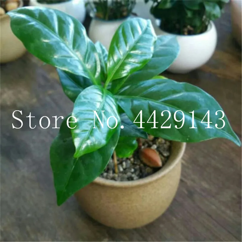 Sale! 15 Pcs Bonsai Coffee Bean Tropical Tree Plant Perennial Fruit