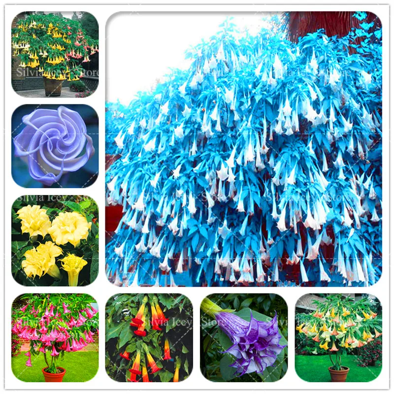 

BONSAI 100pcs Mandala Brugmansia Datura Rare Flower Potted Plants Mixed Color Garden Decoration Flower Bonsai Plant