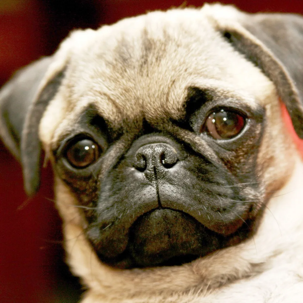 

3D Pug dog DIY Diamond Painting Resin square full diamond Decorative embroidery mosaic picture cross stitch needlework