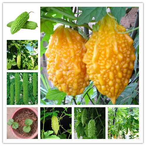 

10 pcs Rare Original Vegetable bonsai Balsam Pear plant ,Bitter Melon plant , Vegetable bonsai Rare Plant For Home & Garden