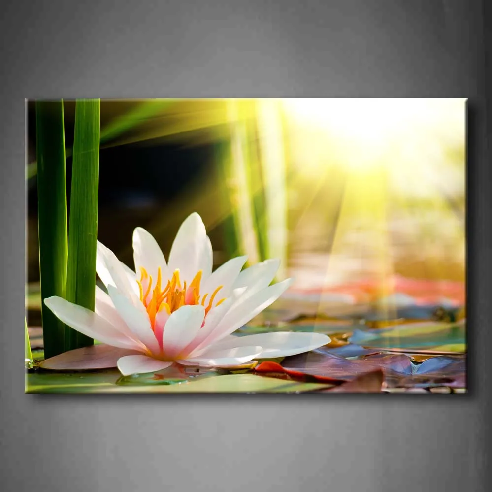 Water Lily Aquatic Plant Canvas Poster Print Picture Room Home Wall Art Decor 