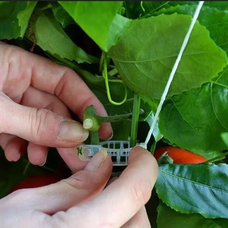 50 шт. Veggie томатные садовые зажимы для растений принадлежности для шпагата теплицы соединяет клетки для растений