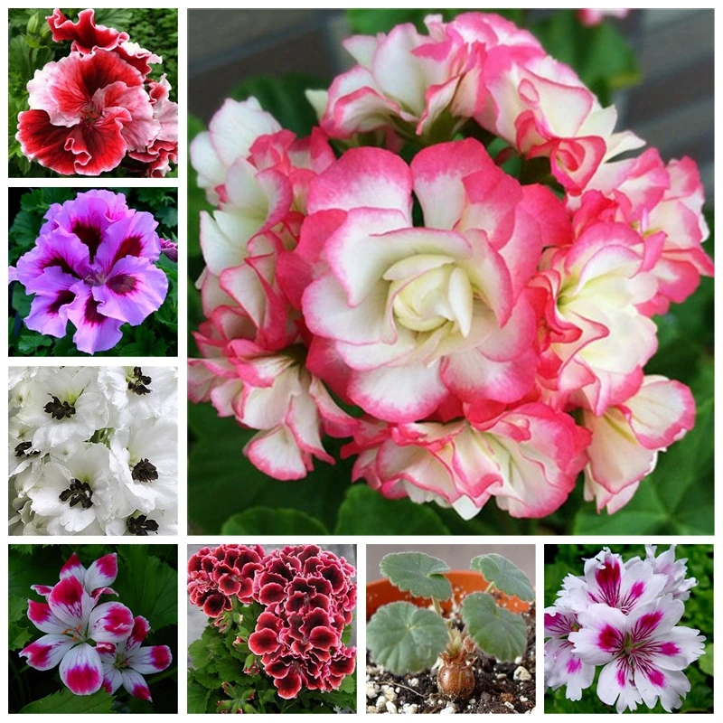 

Hot Sale! 100 pcs Rare Geranium Plants Chinese Rare Pelargonium Perennial Flower Planting Hardy Bonsai Potted Plants for Home