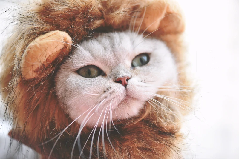 TB2IJtqqpXXXXbWXpXXXXXXXXXX_!!214493931_2