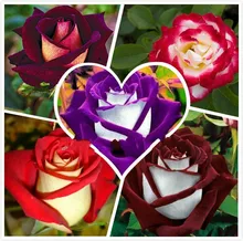 100 seeds/pack New Rose Seeds,5 Different Colors Rare Osiria Rose Heirloom Chinese Rose Flower Seeds flowers