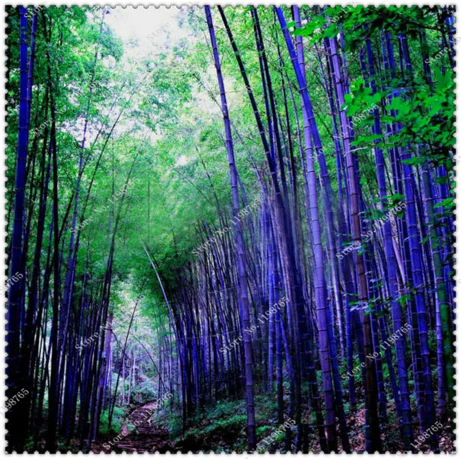 online get cheap purple bamboo garden aliexpress com online get cheap purple bamboo garden aliexpress com