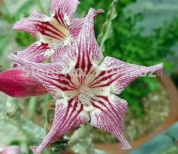 

100% Genuine " Crispum " Adenium Obesum - 10 pcs - Bonsai Desert Rose Flower Plants