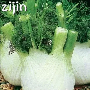 

100pcs Europe Fennel Fragrant Organic Herb Bonsai Foeniculum Vulgare Vegetable for Home Garden Pot Fast Growing