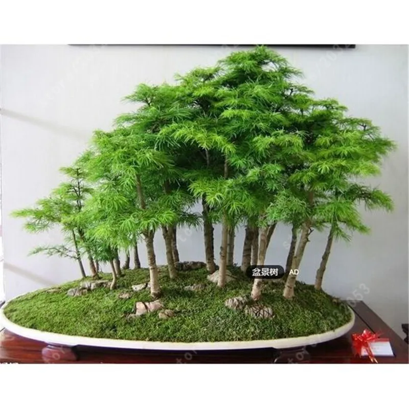 

100Pcs Dawn Redwood Forest Bonsai Metasequoia glyptostroboides Grow Your Own Bonsai Tree for home garden Free shipping