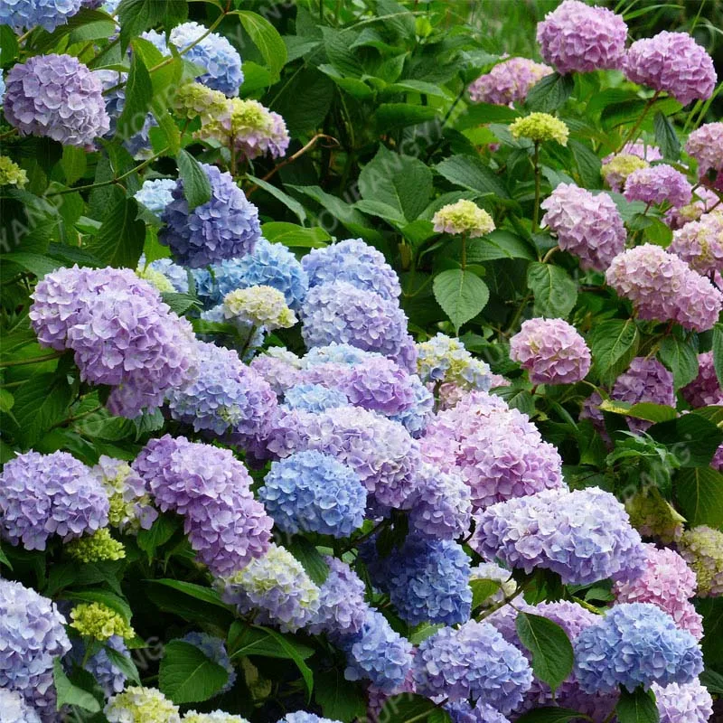 20pcspack Hydrangea Paniculata Vanilla Fraise Strawberry Bonsai Flower Potted Plant Home Garden