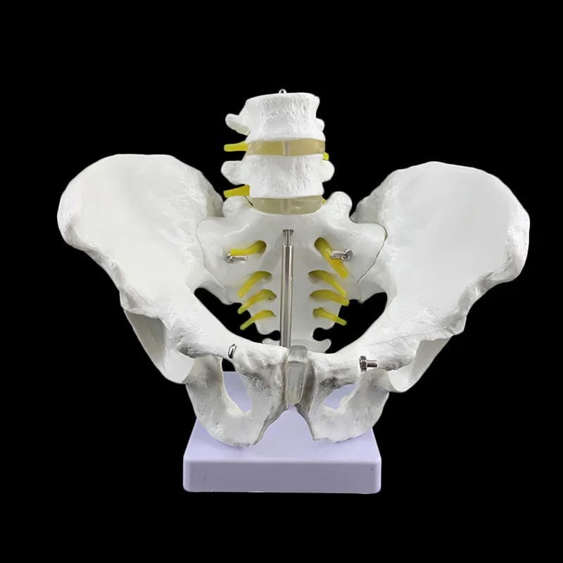 

Life Size Pelvic model with two-segment lumbar spine models Femoral lumbar intervertebral disc model