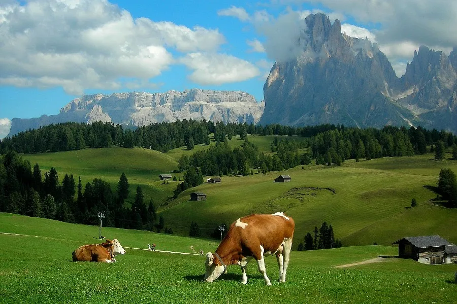 джайляу алтай пастбище. зеленое пастбище. пастбище 5 букв. отары овец в горах кавказа. коровы на пастбище.
