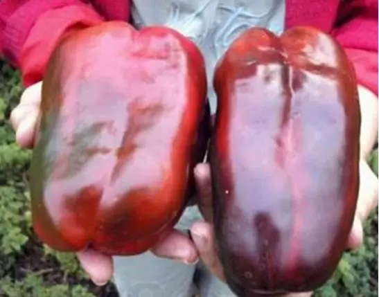 1 Pack, 100 seeds / pack, Russian Giant Sweet Pepper Seeds