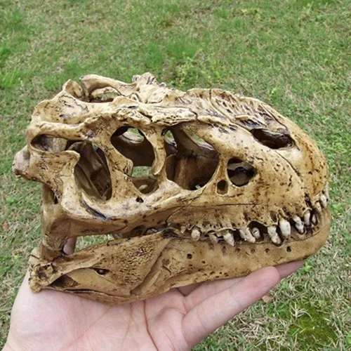 dinosaur skull price