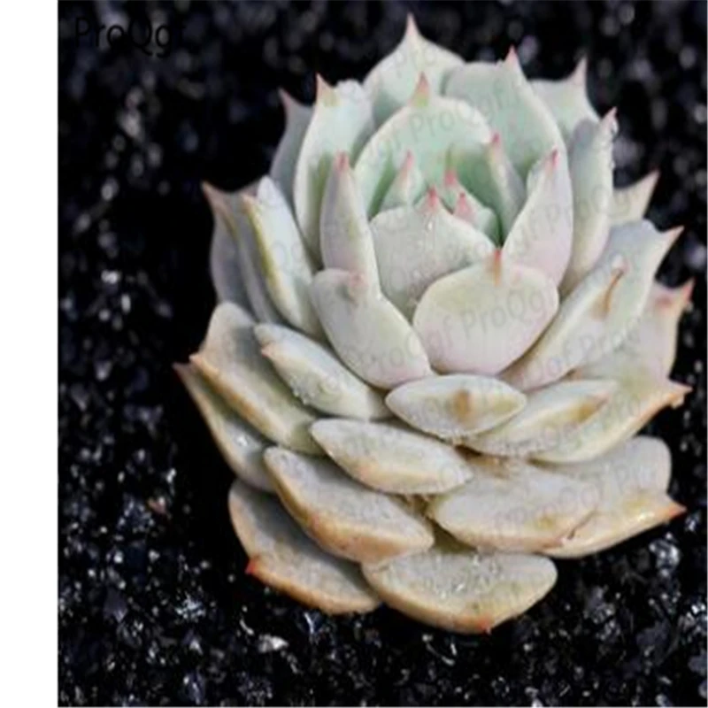 Ngryise 2 шт набор Echeveria