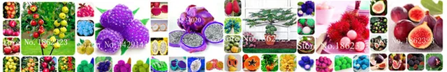 100 szt Hiacynt bonsai wieloletnie Hyacinth roślina doniczkowa Indoor roślina Easy rosną w doniczkach kwiat roślin Bonsai dla domu ogród tanie i dobre opinie Bardzo proste Roczne Wykluczone Nowa roślina Upiększających Mini średni duży mały Wiosna Virgo Subtropikalnych 100 szt Hiacynt bonsai wieloletnie Hyacinth roślina doniczkowa Indoor roślina Easy rosną w doniczkach kwiat roślin Bonsai dla domu ogród tanie i dobre opinie Bardzo proste Roczne Wykluczone Nowa roślina Upiększających Mini średni duży mały Wiosna Virgo Subtropikalnych