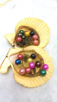 

Red Oyster colored Akoya Rice Pearls In one Oyster Random Mix 20Colors AAA Round Pearls Scallop Free Shipping RO030