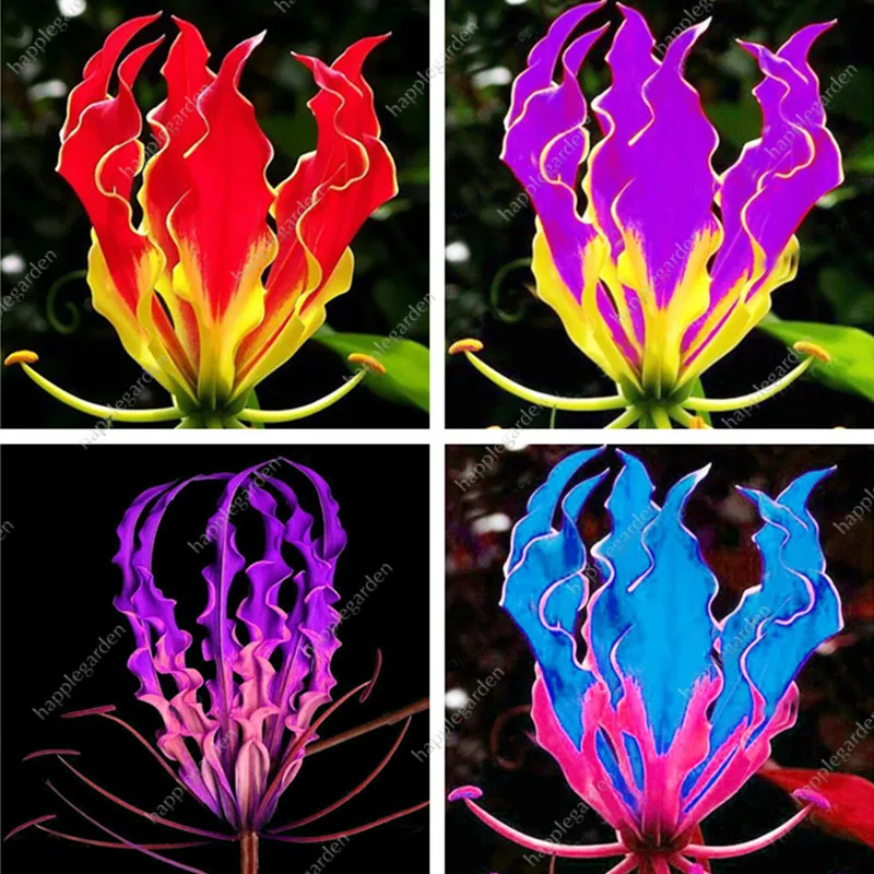 

300 Pcs Rare Flame Lily Bonsai Not Lily Bulbs It Is Bonsai Lily Flower Bonsai Pleasant Fragrance Plant For Home & Garden Decor