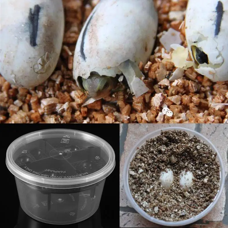 

Reptile Egg Incubator Plastic Lizard Snake Gecko Eggs Hatcher Hatching Box MAR-14