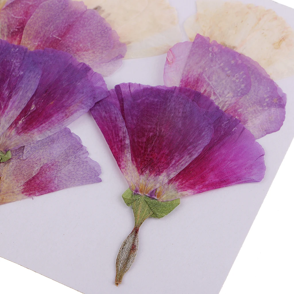 MagiDeal 12x Pressed Real Godetia Flower Dried Flowers DIY Phone Case Scrapbook Craft Artificia Flowers for Wedding Invitations